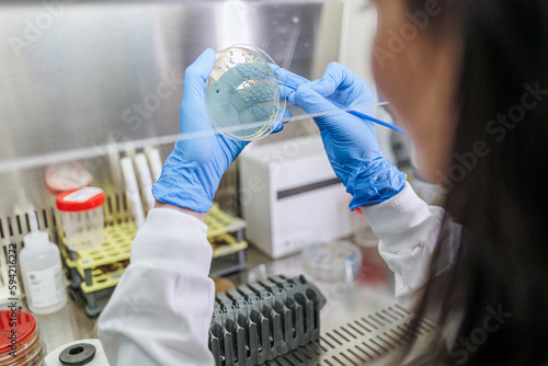 due mani con i guanti campioni delle azioni di ricerca di batteri in un laboratorio chimico  photo