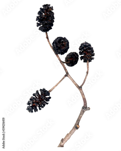 Black alder cones. Branch of black alder Alnus glutinosa, with mature cones. Isolated, on white background. Vector illustration