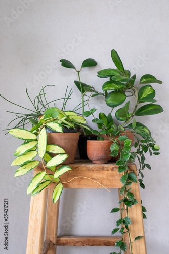 group of hoya plants on wooden chair