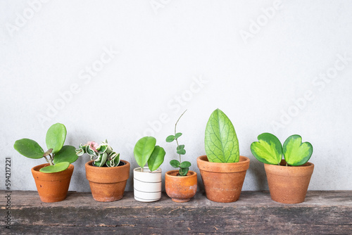 beautiful hoya plants on wooden shelf  for home decoration