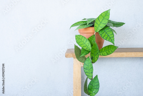 hoya callistophylla in pot on wooden shelf