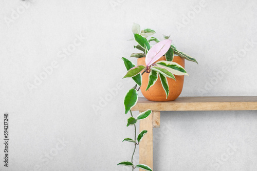 hoya plant in pot on wooden shelf