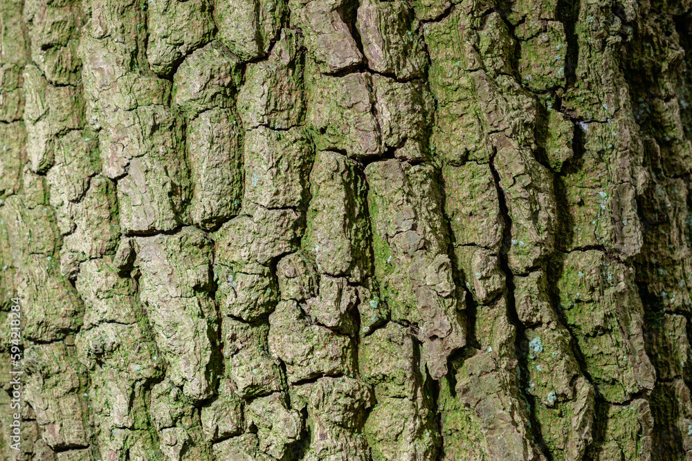 Patern of tree texture, backrgound image Patern of tree texture, backrgound image