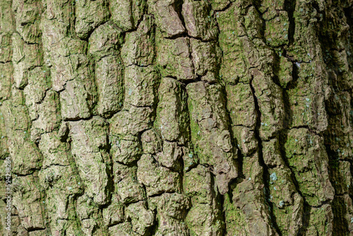 Patern of tree texture, backrgound image