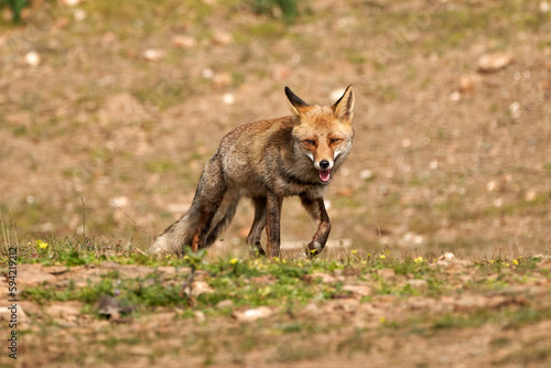 Beautiful frontal portrait of a red fox with an open mouth and a smile walking on the grass in the natural park of sierra de andujar, in andalucia, spain