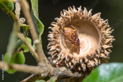 Acorn and nut weevil in an oak nut cupule  genus Curculio
