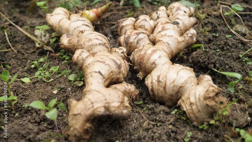 Ginger root freshly harvested from the ground, in Darjeeling, India Ginger root freshly harvested from the ground, in Darjeeling, India