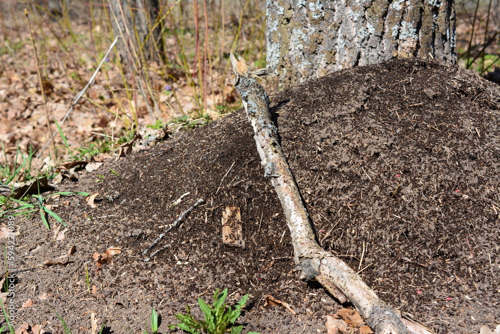 A tree branch is laying on the anthill with crawling ants, close-up A tree branch is laying on the anthill with crawling ants, close-up