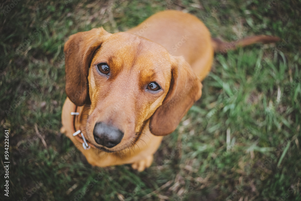 The curious dachshund looks at you. The curious dachshund looks at you.