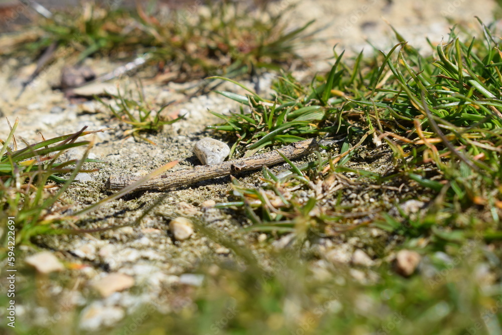gazon avec une branche parsemée de petites pierres gazon avec une branche parsemée de petites pierres