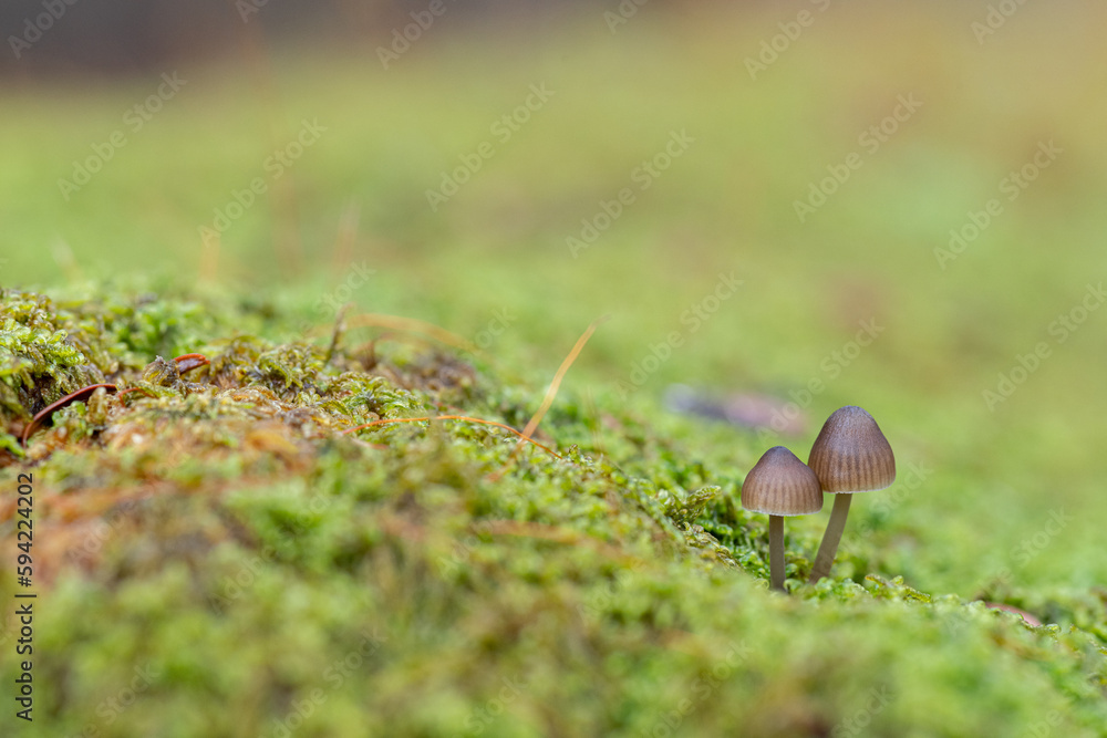 苔の上に生えた小さなキノコ 苔の上に生えた小さなキノコ