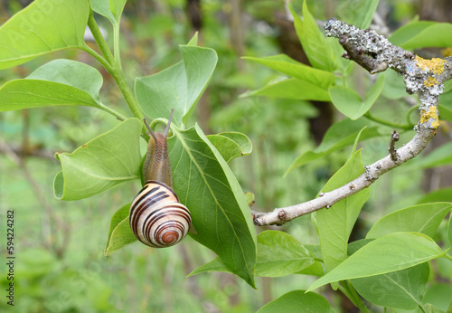 Closeup of a striped grove snail climbing on the lilac leaf