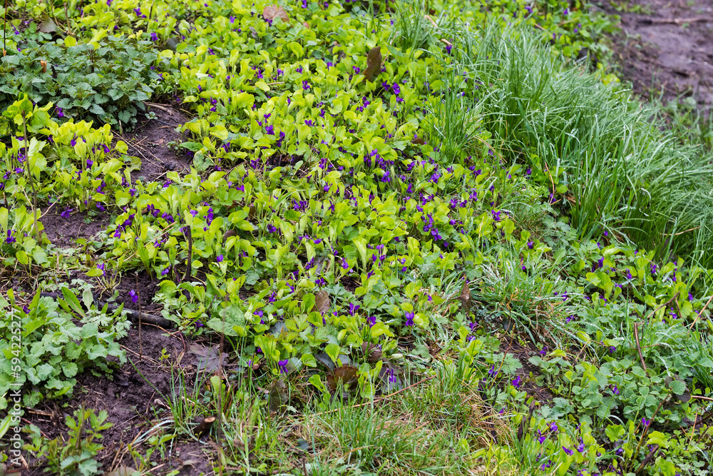 Wet blooming wild violets on glade among the other plants Wet blooming wild violets on glade among the other plants