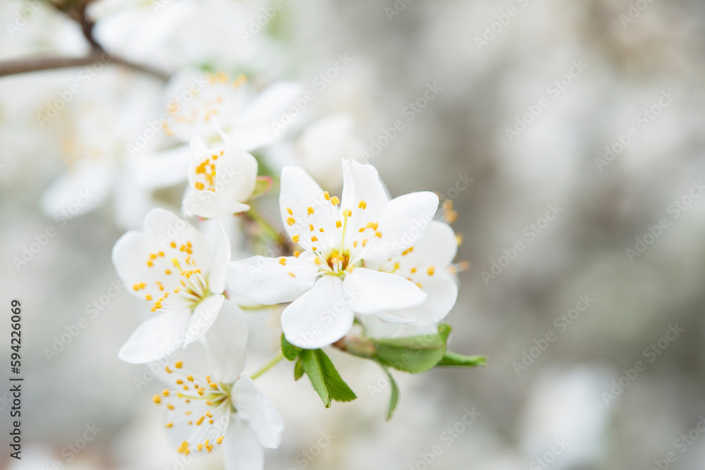 Blooming apple tree on a blurred natural background. Selective focus. High quality photo Blooming apple tree on a blurred natural background. Selective focus. High quality photo