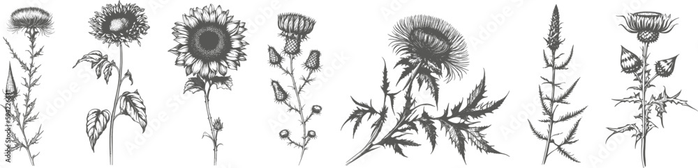 Naklejka premium A set of elegant simple wildflowers in neutral black and white colors. Simple and graphic shape, hand drawn line wedding herb and invitation save the date card.