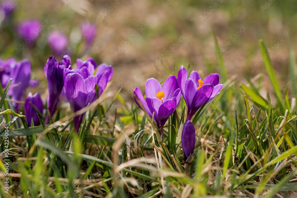 The first spring flowers. Purple crocuses (lat. Crocus) close-up in the morning sunlight. The first spring flowers. Purple crocuses (lat. Crocus) close-up in the morning sunlight.