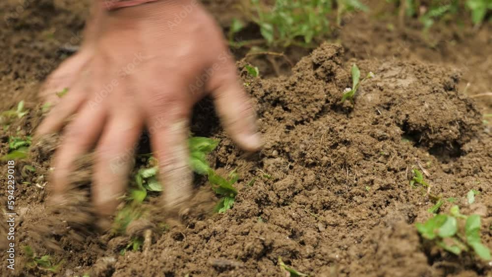 Farmers' hands turn the soil and plant a tree, in Darjeeling, India Farmers' hands turn the soil and plant a tree, in Darjeeling, India