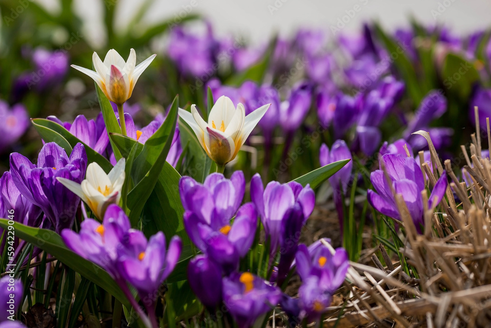 The first spring flowers. Purple crocuses (lat. Crocus) close-up in the morning sunlight. The first spring flowers. Purple crocuses (lat. Crocus) close-up in the morning sunlight.