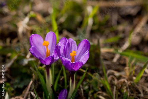 The first spring flowers. Purple crocuses (lat. Crocus) close-up in the morning sunlight.
