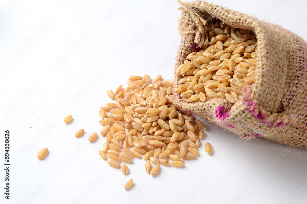 Wheat grains and spikelet on white background.