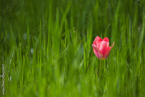 Einzelne Tulpe im Gras
