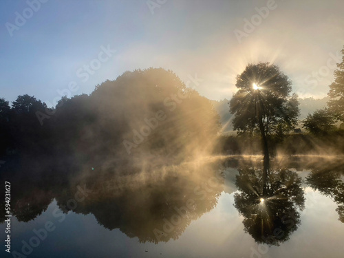 Tree by the lake in the morning mist at sunrise