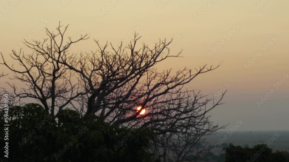 Gorgeous timelapse of fire sun setting down behind jagged tree Gorgeous timelapse of fire sun setting down behind jagged tree