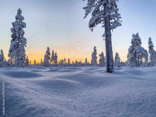 Yellow glow in the sky above a frozen white woodland in Lapland, Finland at sunrise