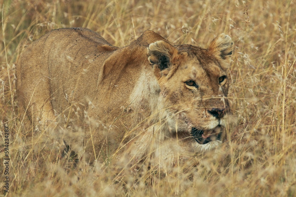Young lioness in dry yellow grass in South Africa