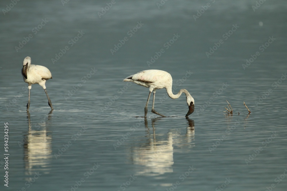 Couple of white flamingos fishing in a lake