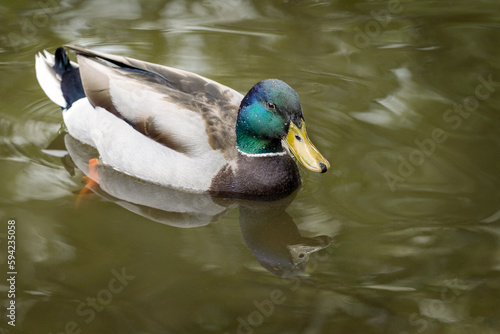 Beautiful duck with bright colored feathers in the water.