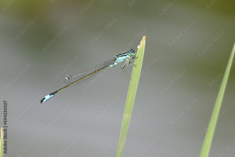 Große Pechlibelle (ischnura elegans) am Blatt einer Wasserpflanze,Makro Große Pechlibelle (ischnura elegans) am Blatt einer Wasserpflanze,Makro