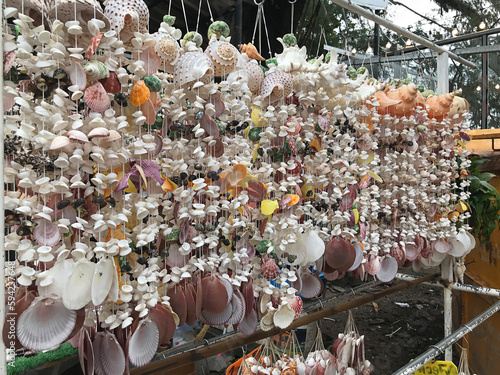 Beautiful shapes and colors of various seashells in Thailand.