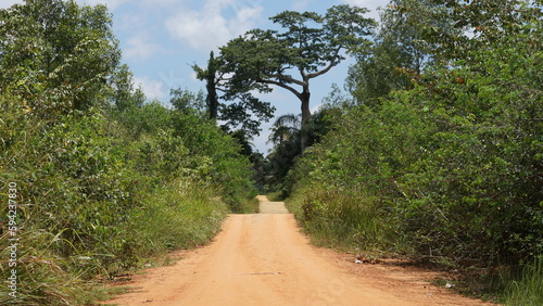 a path with trees on the side of a dirt road