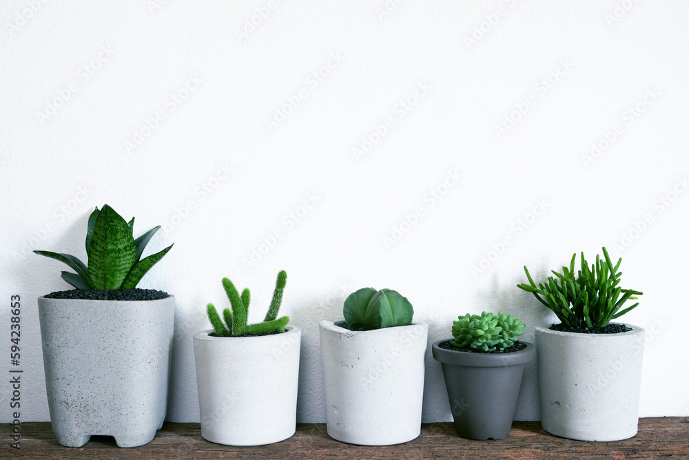 group of cactus and succulent on wooden shelf group of cactus and succulent on wooden shelf