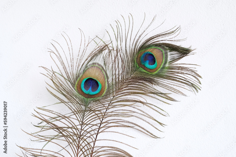 Obraz premium peacock feather on white wall background