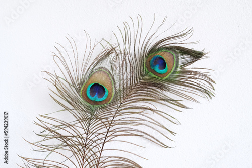 peacock feather on white wall background