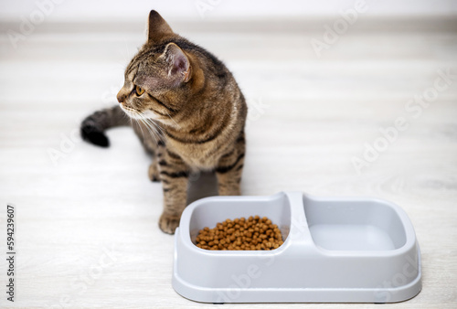 adorable kitty tabby cat eating dry food from bowl isolated on gray floor.advertising banner for animal domestic pet food,different photo angles,for lateral or top view,flat lay.brown gray stripes
