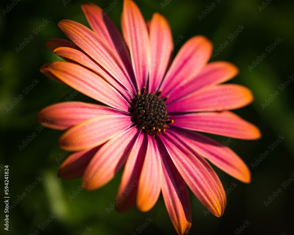 Close-up view of a vibrant orange Cape marguerite flower, with wispy green leaves in the background