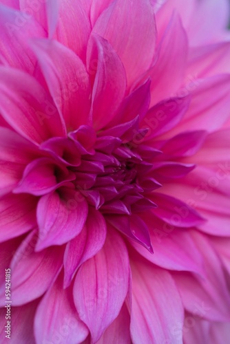 Aesthetically pleasing close-up shot of a vibrant pink flower