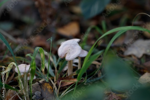 a close up of some white mushrooms in the grass with lots of leaf