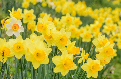 早春の花　水仙