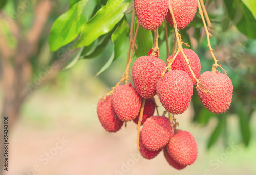 Fresh ripe lychee fruit hanging on lychee tree in morning garden