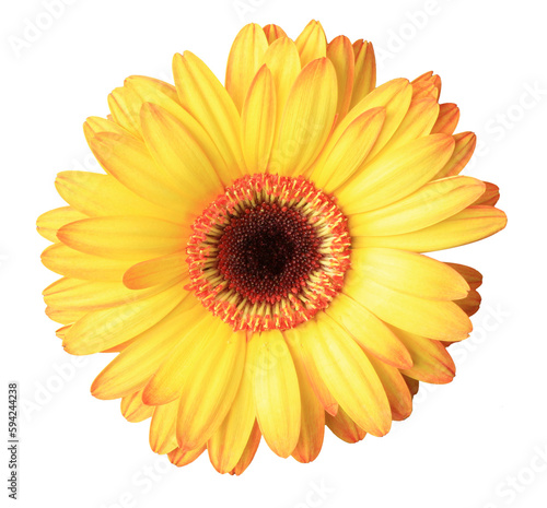 Isolated yellow gerbera flower head.