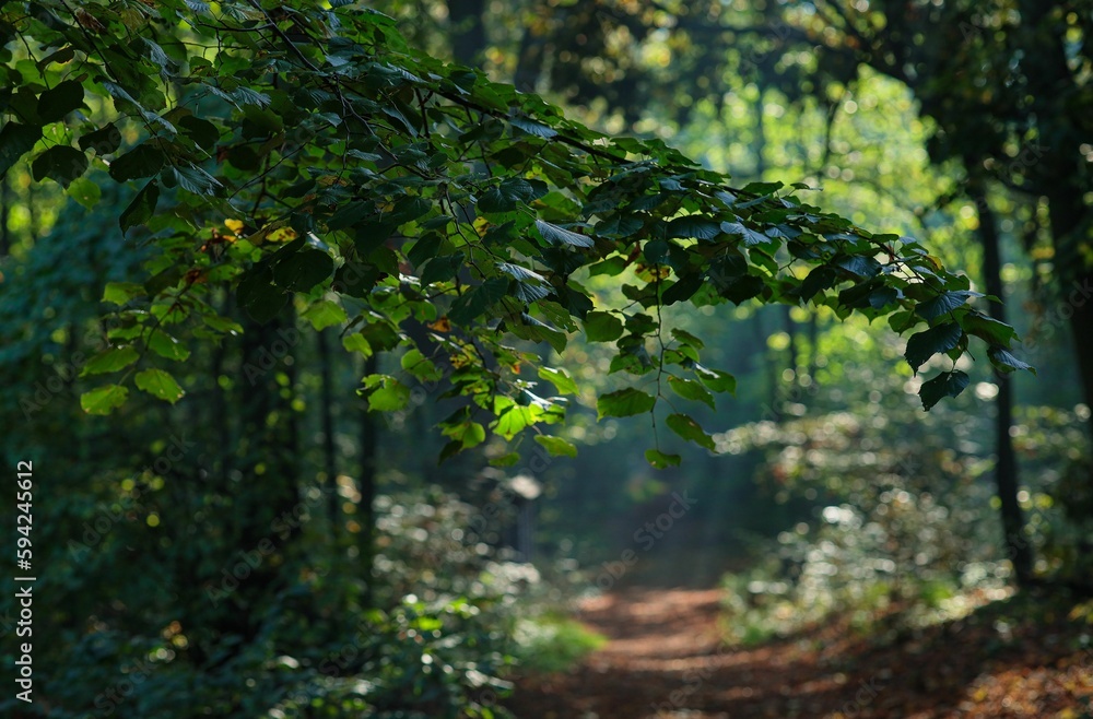 Rural dirt road winding through a dense forest of vibrant trees in a park in Poznan. Rural dirt road winding through a dense forest of vibrant trees in a park in Poznan.