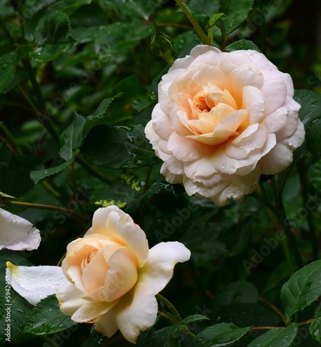 Closeup shot of the delicate "Emily Bronte" roses with green leaves on the blurred background