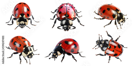 Ladybug on png background created with Ai