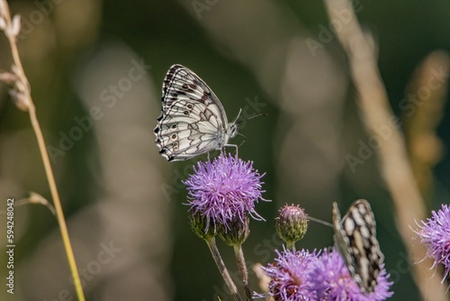 Close-up shot of a marbled white butterfly perched on a giant knapweed in the sunshine © Janis Elias Gmuender/Wirestock Creators