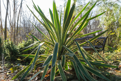 Yucca gloriosa Variegata on bank of garden pond. Sunny winter day in evergreen landscape garden. North Caucasus. Beautiful striped leaves in sunlight. Nature concept for design photo