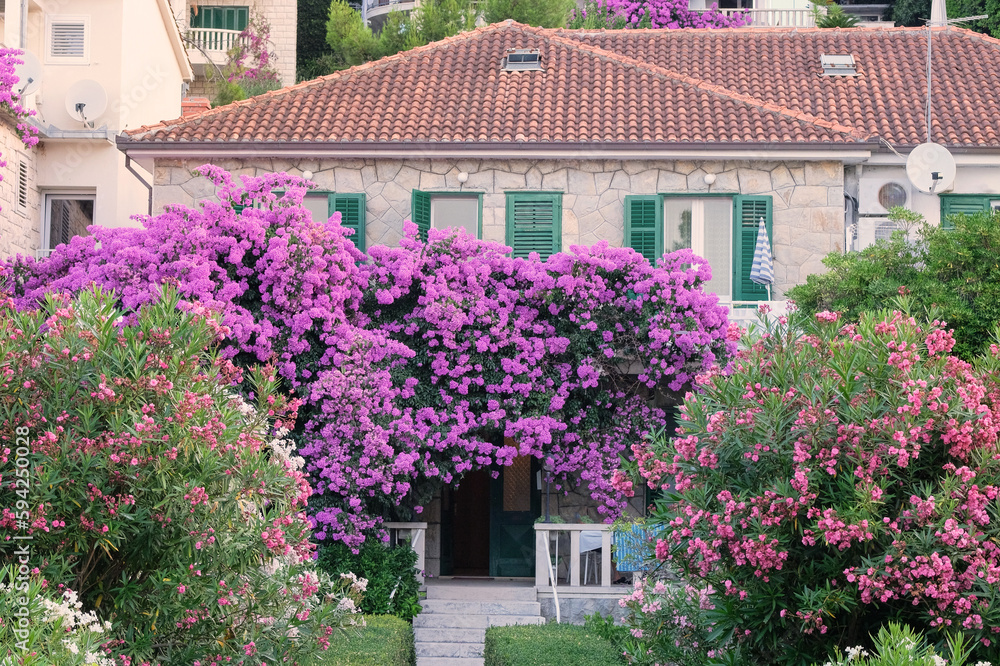 Violet blooming flowers. Bougainvillea bush grows next to residential buildings on the coast of Croatia. Summer landscapes in journey.